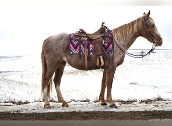 Fox trotter de Missouri, Caballo castrado, 14 años, 150 cm, Ruano alazán