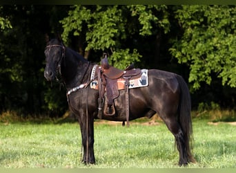 Fox trotter de Missouri, Caballo castrado, 14 años, 152 cm, Negro