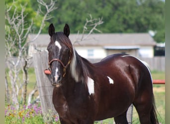 Fox trotter de Missouri, Caballo castrado, 14 años, 152 cm, Tobiano-todas las-capas