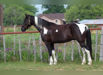 Fox trotter de Missouri, Caballo castrado, 14 años, 152 cm, Tobiano-todas las-capas