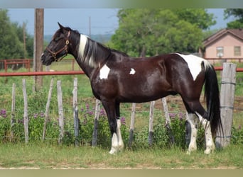 Fox trotter de Missouri, Caballo castrado, 14 años, 152 cm, Tobiano-todas las-capas