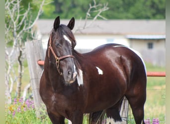 Fox trotter de Missouri, Caballo castrado, 14 años, 152 cm, Tobiano-todas las-capas