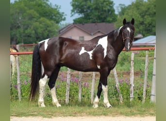 Fox trotter de Missouri, Caballo castrado, 14 años, 152 cm, Tobiano-todas las-capas