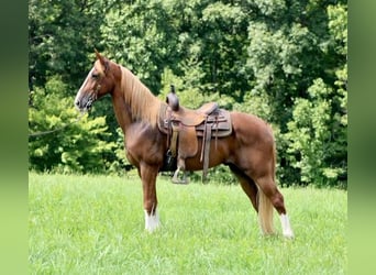 Fox trotter de Missouri, Caballo castrado, 14 años, 155 cm, Alazán rojizo