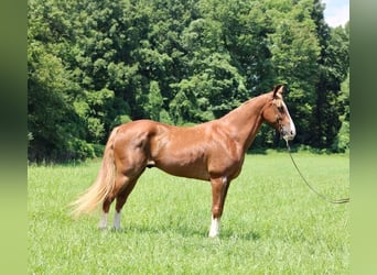 Fox trotter de Missouri, Caballo castrado, 14 años, 155 cm, Alazán rojizo