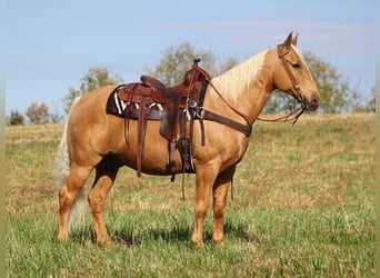 Fox trotter de Missouri, Caballo castrado, 14 años, 155 cm, Palomino