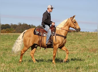 Fox trotter de Missouri, Caballo castrado, 14 años, 155 cm, Palomino