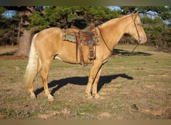 Fox trotter de Missouri, Caballo castrado, 14 años, 155 cm, Palomino