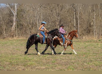 Fox trotter de Missouri, Caballo castrado, 14 años, 155 cm, Tobiano-todas las-capas