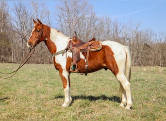 Fox trotter de Missouri, Caballo castrado, 14 años, 155 cm, Tobiano-todas las-capas