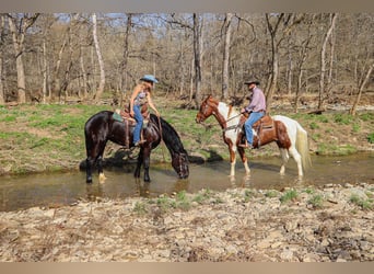 Fox trotter de Missouri, Caballo castrado, 14 años, 155 cm, Tobiano-todas las-capas