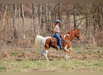 Fox trotter de Missouri, Caballo castrado, 14 años, 155 cm, Tobiano-todas las-capas