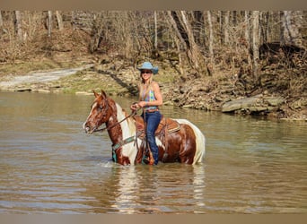 Fox trotter de Missouri, Caballo castrado, 14 años, 155 cm, Tobiano-todas las-capas