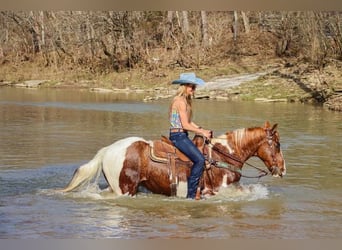 Fox trotter de Missouri, Caballo castrado, 14 años, 155 cm, Tobiano-todas las-capas