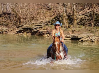 Fox trotter de Missouri, Caballo castrado, 14 años, 155 cm, Tobiano-todas las-capas