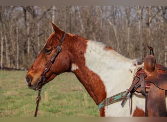 Fox trotter de Missouri, Caballo castrado, 14 años, 155 cm, Tobiano-todas las-capas