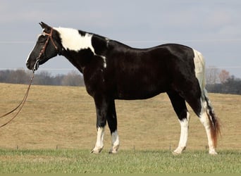 Fox trotter de Missouri, Caballo castrado, 14 años, 155 cm, Tobiano-todas las-capas