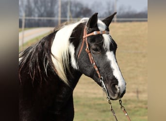 Fox trotter de Missouri, Caballo castrado, 14 años, 155 cm, Tobiano-todas las-capas