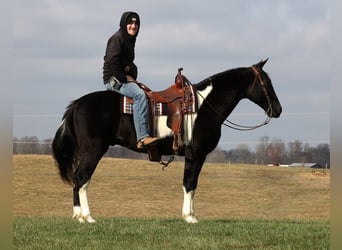 Fox trotter de Missouri, Caballo castrado, 14 años, 155 cm, Tobiano-todas las-capas