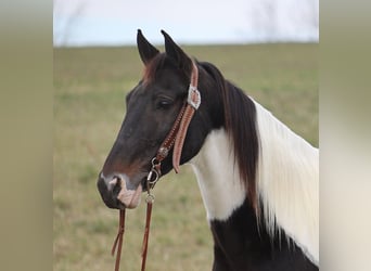 Fox trotter de Missouri, Caballo castrado, 14 años, 155 cm, Tobiano-todas las-capas