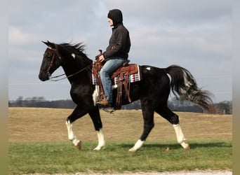 Fox trotter de Missouri, Caballo castrado, 14 años, 155 cm, Tobiano-todas las-capas