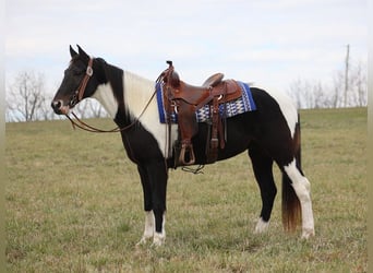 Fox trotter de Missouri, Caballo castrado, 14 años, 155 cm, Tobiano-todas las-capas