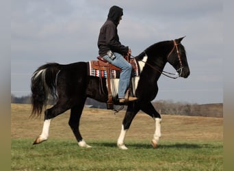 Fox trotter de Missouri, Caballo castrado, 14 años, 155 cm, Tobiano-todas las-capas