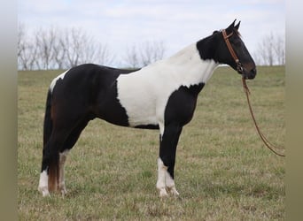 Fox trotter de Missouri, Caballo castrado, 14 años, 155 cm, Tobiano-todas las-capas