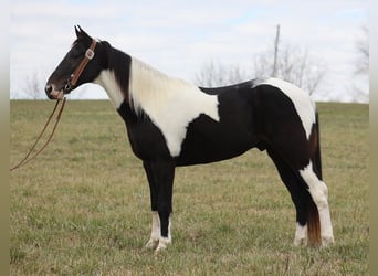 Fox trotter de Missouri, Caballo castrado, 14 años, 155 cm, Tobiano-todas las-capas