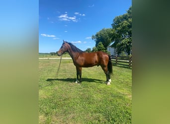 Fox trotter de Missouri, Caballo castrado, 14 años, 157 cm, Castaño rojizo