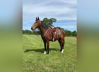 Fox trotter de Missouri, Caballo castrado, 14 años, 157 cm, Castaño rojizo