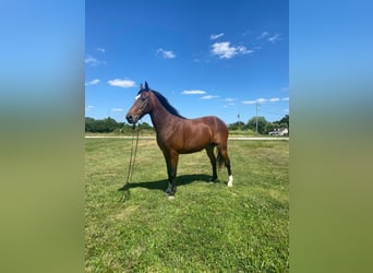 Fox trotter de Missouri, Caballo castrado, 14 años, 157 cm, Castaño rojizo