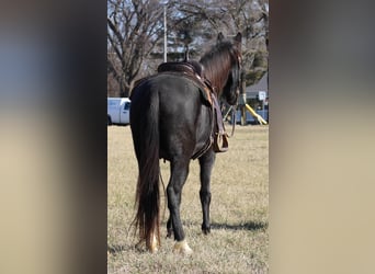 Fox trotter de Missouri, Caballo castrado, 14 años, 157 cm, Negro