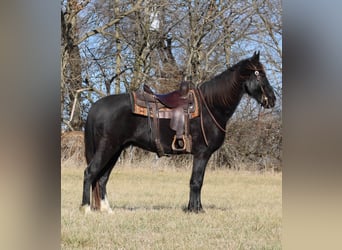 Fox trotter de Missouri, Caballo castrado, 14 años, 157 cm, Negro