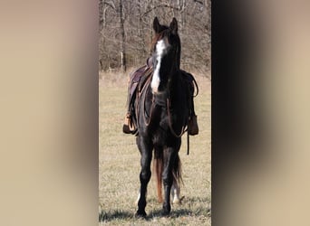 Fox trotter de Missouri, Caballo castrado, 14 años, 157 cm, Negro