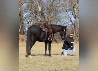 Fox trotter de Missouri, Caballo castrado, 14 años, 157 cm, Negro