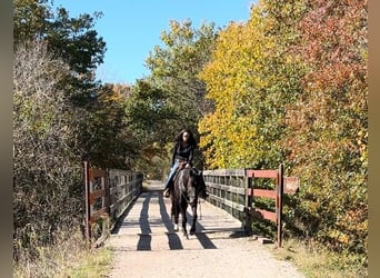 Fox trotter de Missouri, Caballo castrado, 14 años, 157 cm, Negro