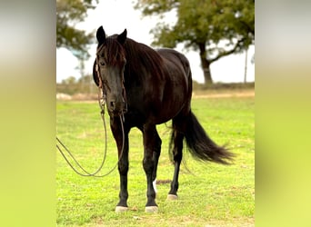 Fox trotter de Missouri, Caballo castrado, 14 años, 157 cm, Negro