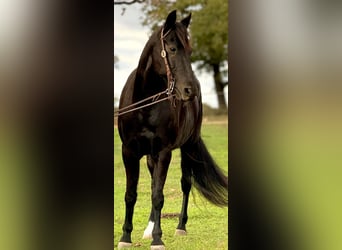 Fox trotter de Missouri, Caballo castrado, 14 años, 157 cm, Negro