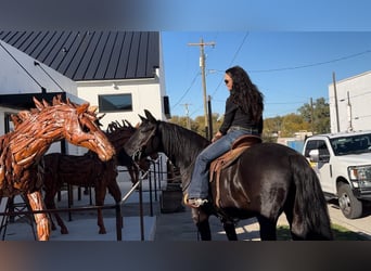 Fox trotter de Missouri, Caballo castrado, 14 años, 157 cm, Negro