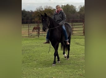 Fox trotter de Missouri, Caballo castrado, 14 años, 157 cm, Negro