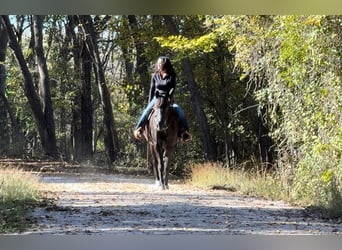 Fox trotter de Missouri, Caballo castrado, 14 años, 157 cm, Negro