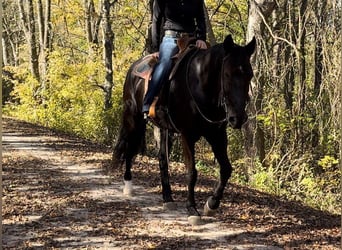 Fox trotter de Missouri, Caballo castrado, 14 años, 157 cm, Negro