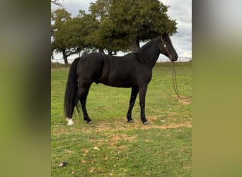 Fox trotter de Missouri, Caballo castrado, 14 años, 157 cm, Negro