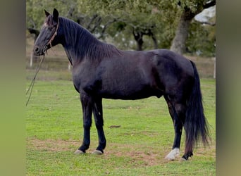 Fox trotter de Missouri, Caballo castrado, 14 años, 157 cm, Negro