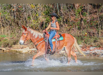 Fox trotter de Missouri, Caballo castrado, 14 años, Alazán rojizo