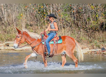 Fox trotter de Missouri, Caballo castrado, 14 años, Alazán rojizo