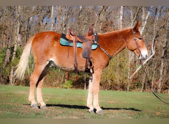 Fox trotter de Missouri, Caballo castrado, 14 años, Alazán rojizo