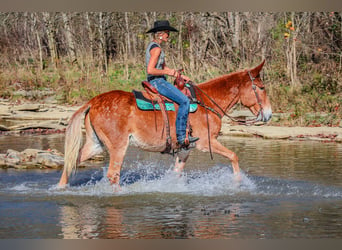 Fox trotter de Missouri, Caballo castrado, 14 años, Alazán rojizo