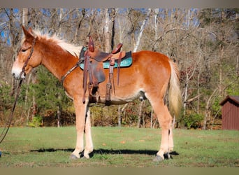 Fox trotter de Missouri, Caballo castrado, 14 años, Alazán rojizo